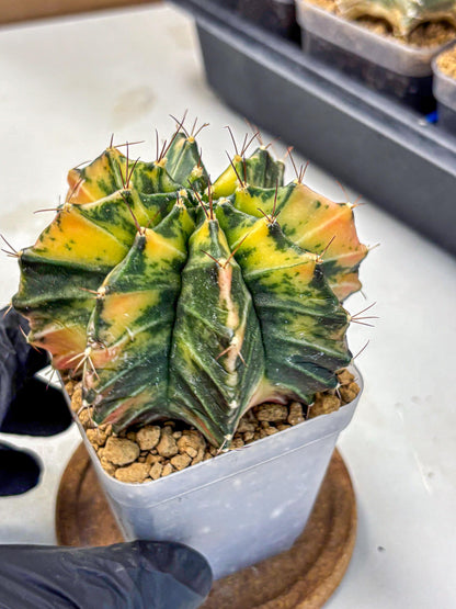 Gymnocalycium Mihanovichii (gy15) (4) | rare cactus Plants
