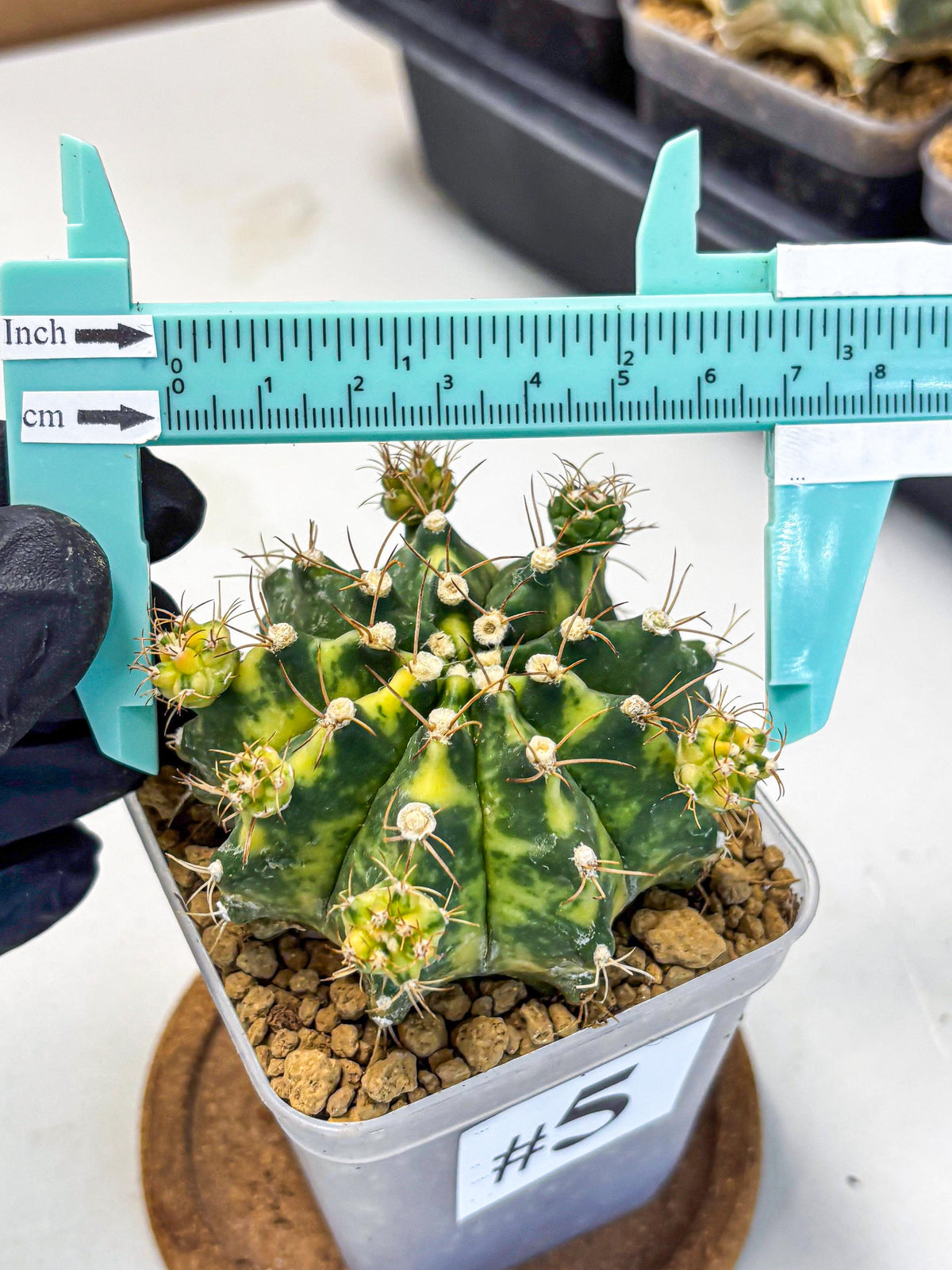 Gymnocalycium Mihanovichii (gy15) (5) | rare cactus