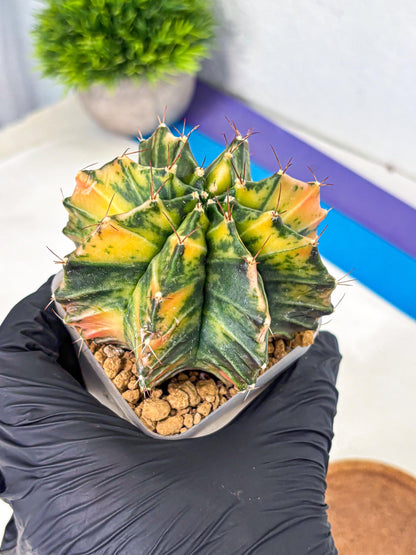 Gymnocalycium Mihanovichii (gy15) (4) | rare cactus Plants