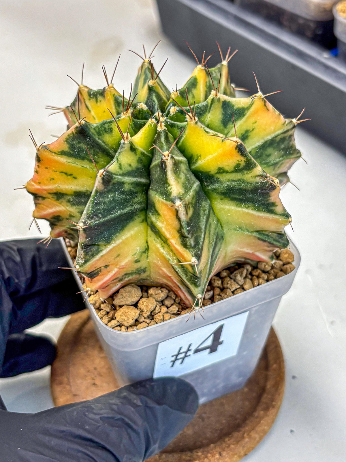 Gymnocalycium Mihanovichii (gy15) (4) | rare cactus Plants