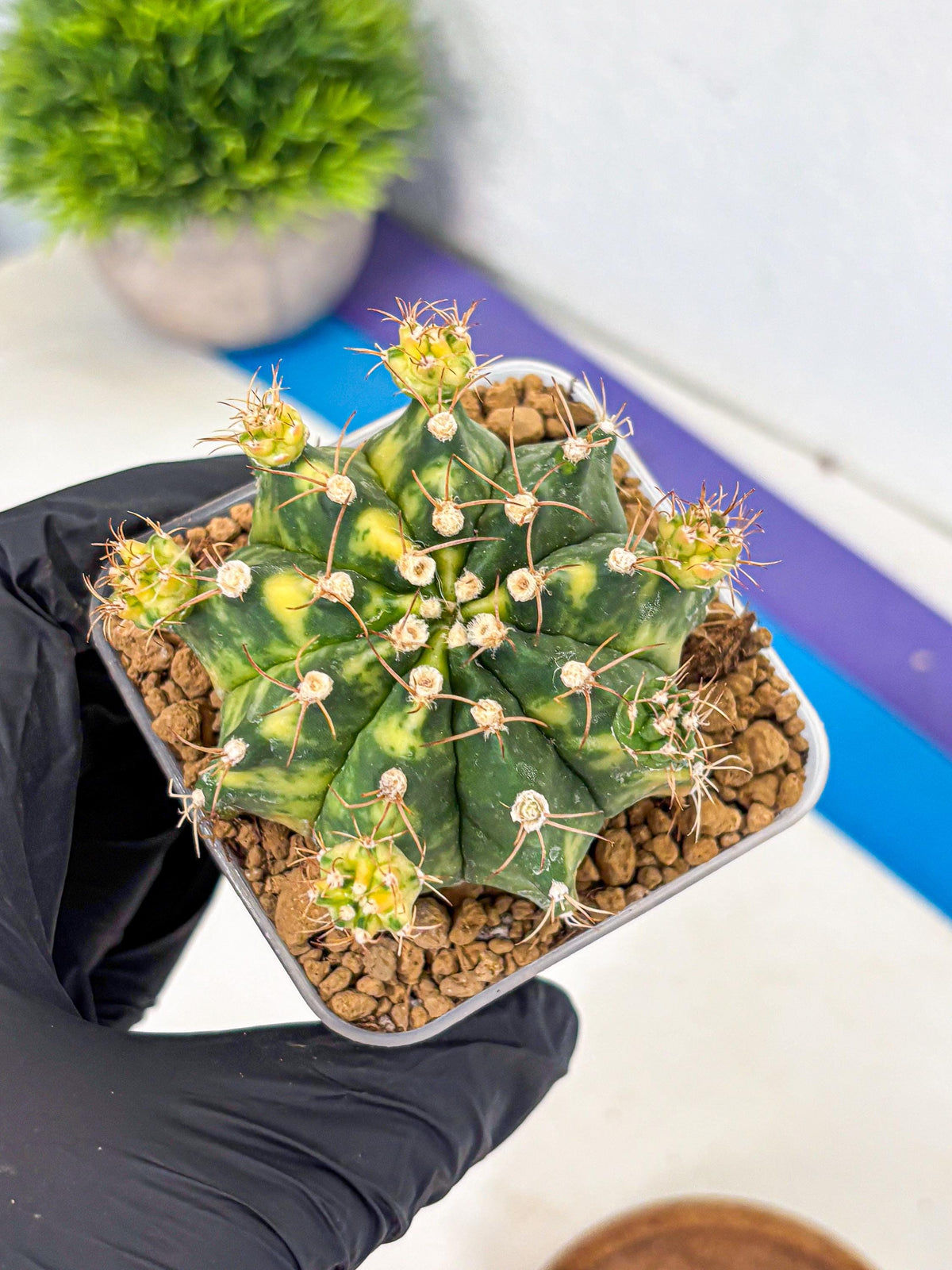 Gymnocalycium Mihanovichii (gy15) (5) | rare cactus