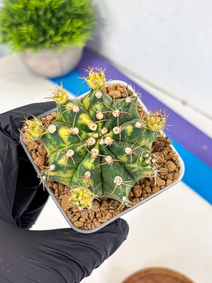 Gymnocalycium Mihanovichii (gy15) (5) | rare cactus