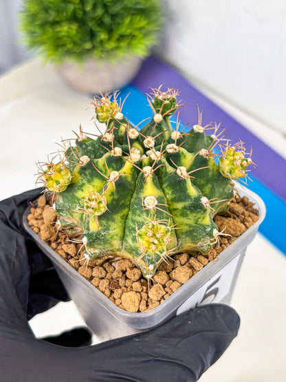 Gymnocalycium Mihanovichii (gy15) (5) | rare cactus