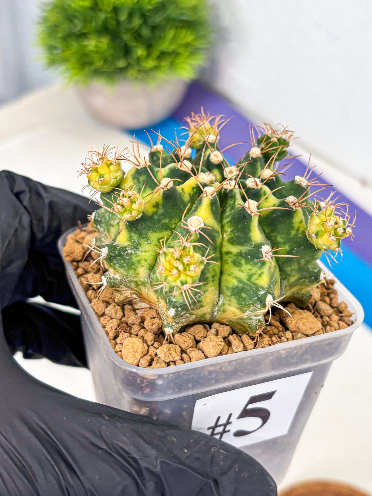 Gymnocalycium Mihanovichii (gy15) (5) | rare cactus