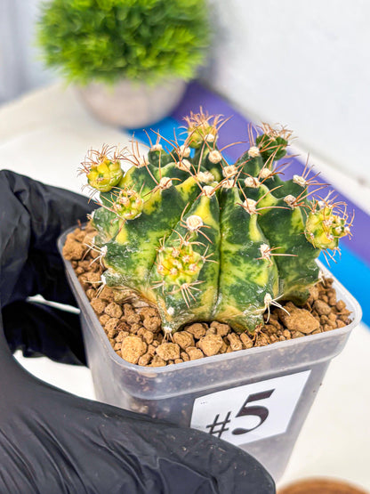 Gymnocalycium Mihanovichii (gy15) (5) | rare cactus