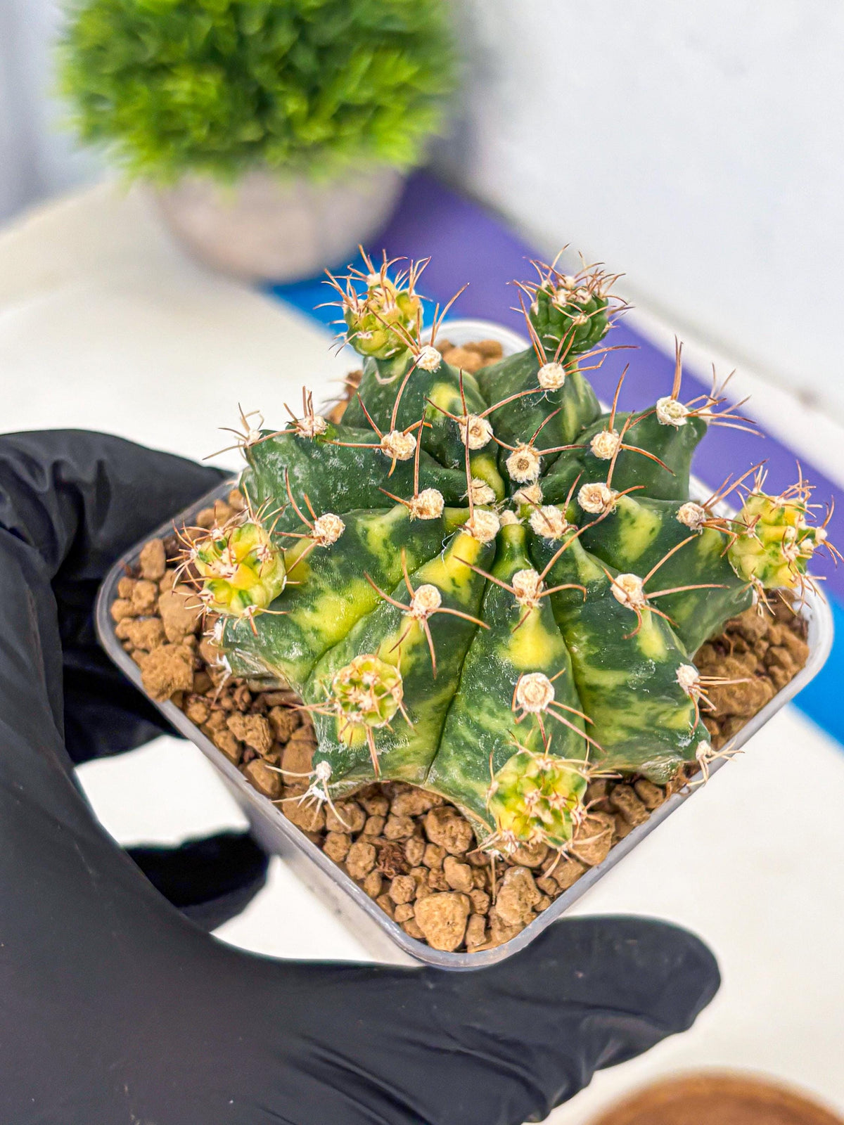 Gymnocalycium Mihanovichii (gy15) (5) | rare cactus