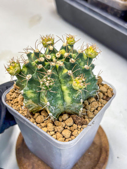 Gymnocalycium Mihanovichii (gy15) (5) | rare cactus
