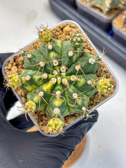 Gymnocalycium Mihanovichii (gy15) (5) | rare cactus