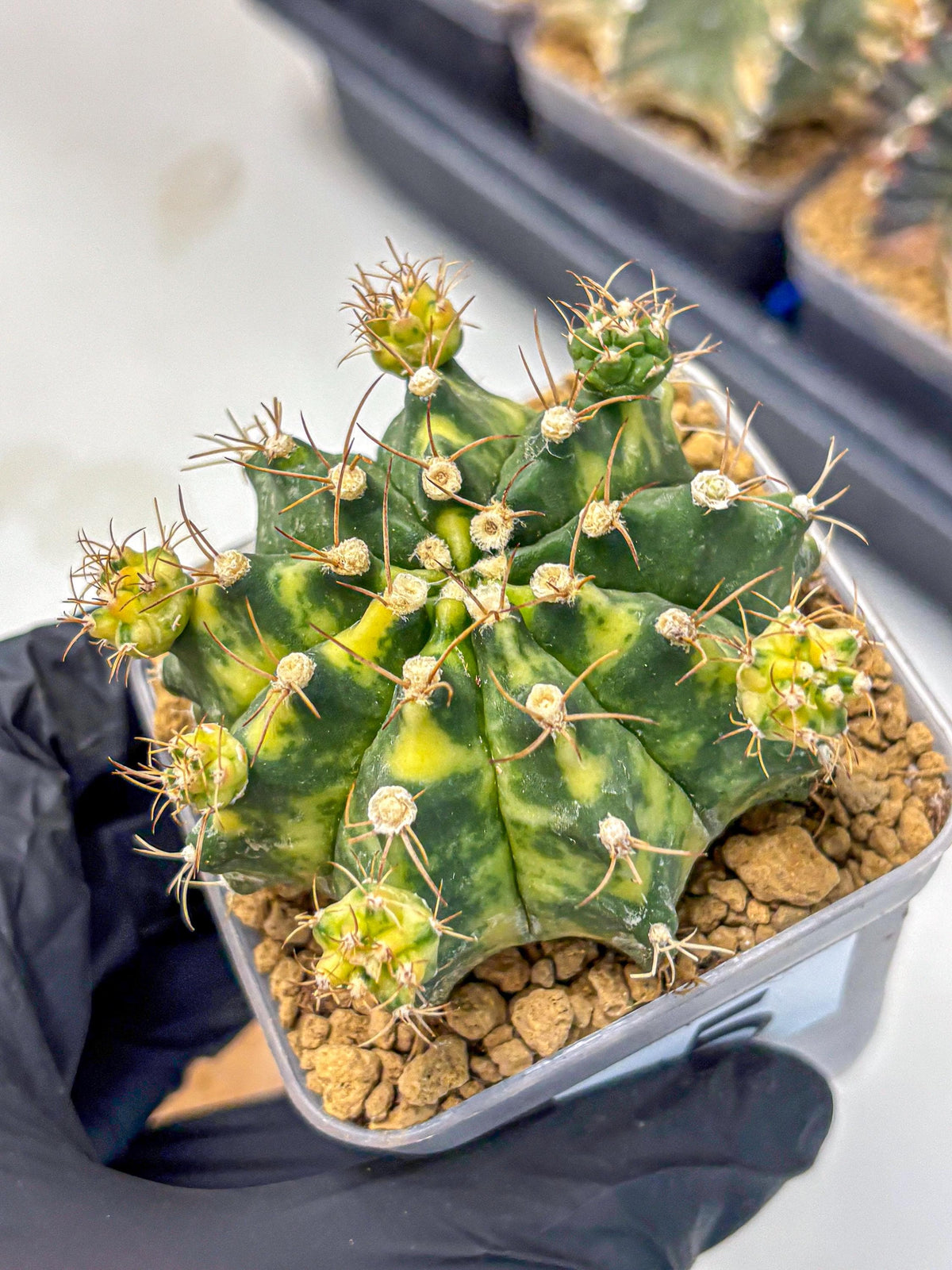 Gymnocalycium Mihanovichii (gy15) (5) | rare cactus