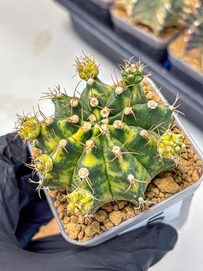 Gymnocalycium Mihanovichii (gy15) (5) | rare cactus