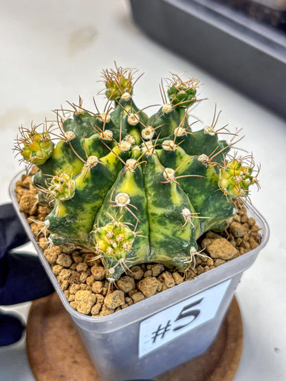 Gymnocalycium Mihanovichii (gy15) (5) | rare cactus