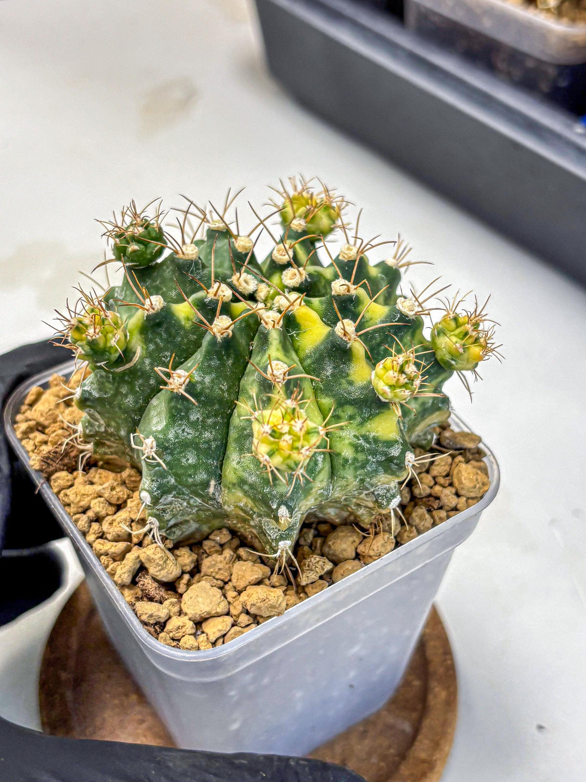 Gymnocalycium Mihanovichii (gy15) (5) | rare cactus