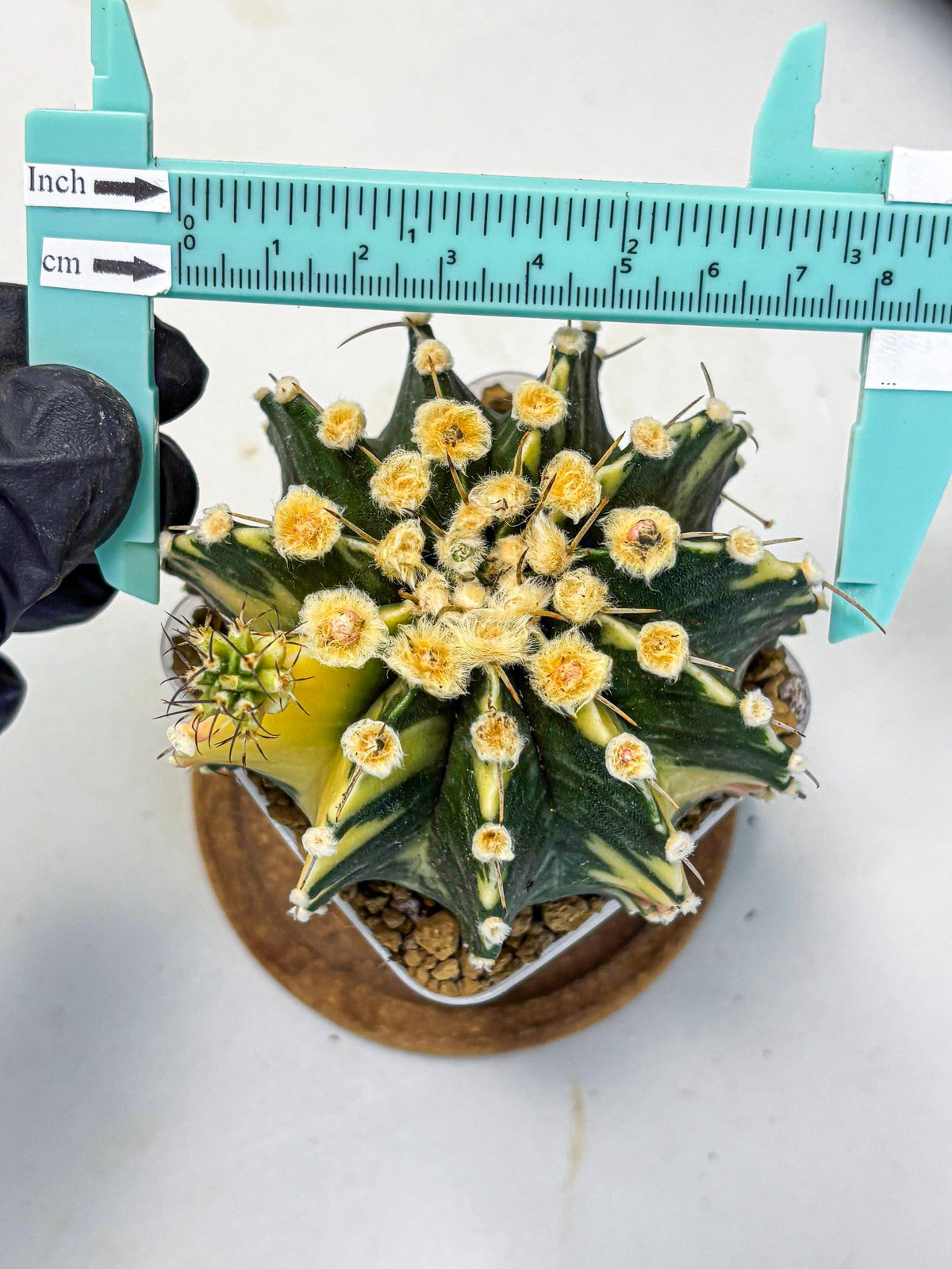 Gymnocalycium Mihanovichii (gy15) (6) | rare cactus