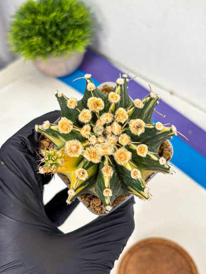 Gymnocalycium Mihanovichii (gy15) (6) | rare cactus