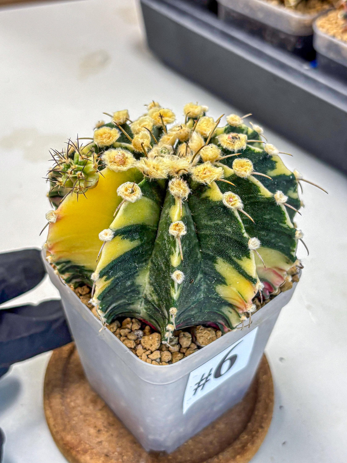 Gymnocalycium Mihanovichii (gy15) (6) | rare cactus