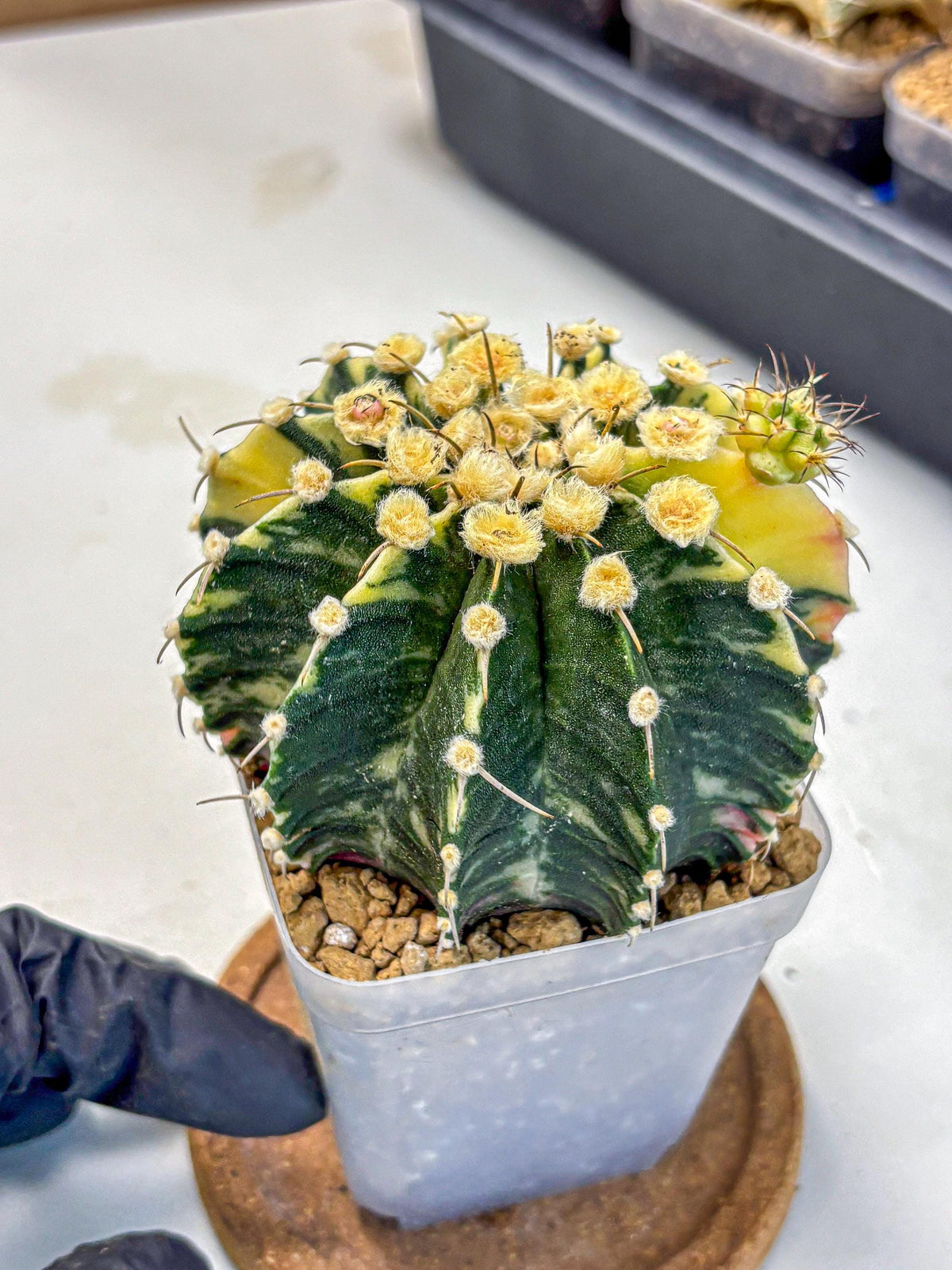 Gymnocalycium Mihanovichii (gy15) (6) | rare cactus