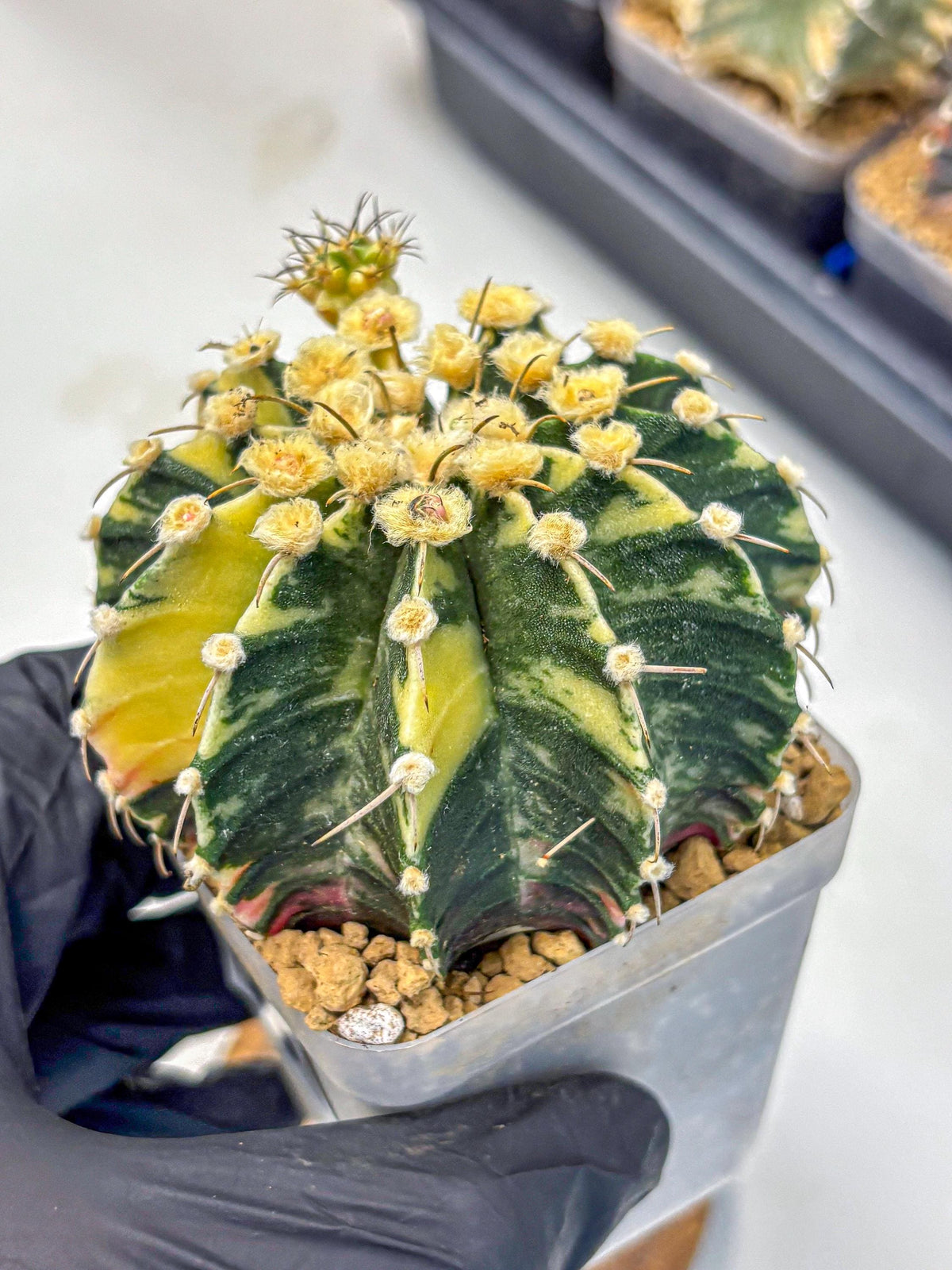 Gymnocalycium Mihanovichii (gy15) (6) | rare cactus