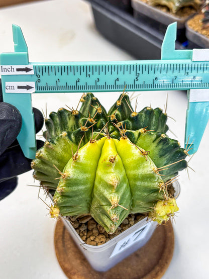 Gymnocalycium Mihanovichii (gy15) (7) | rare cactus