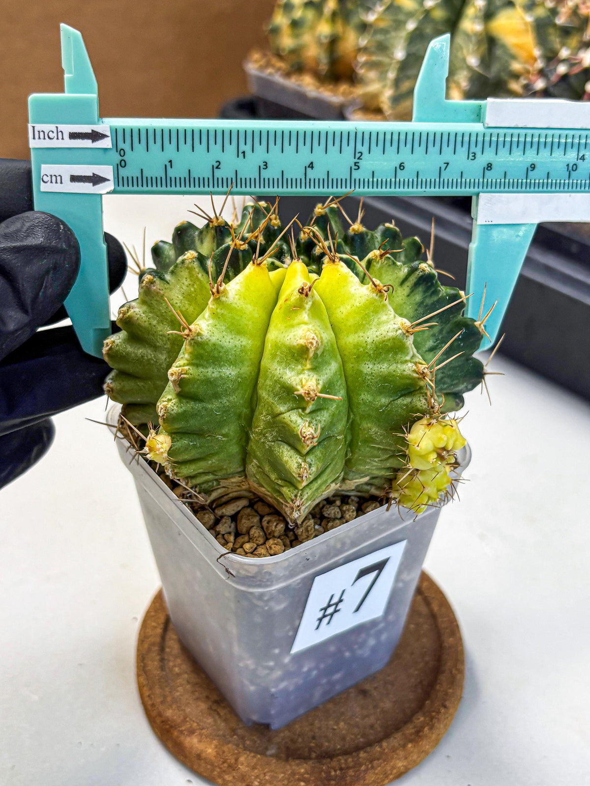 Gymnocalycium Mihanovichii (gy15) (7) | rare cactus