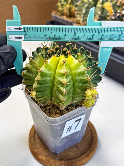 Gymnocalycium Mihanovichii (gy15) (7) | rare cactus