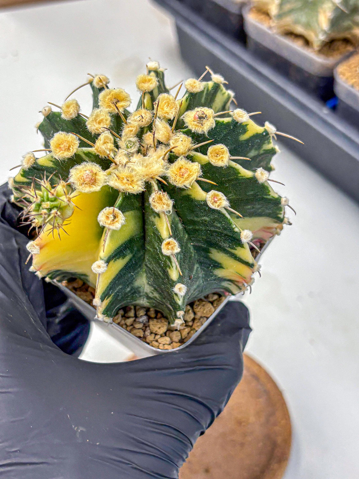 Gymnocalycium Mihanovichii (gy15) (6) | rare cactus