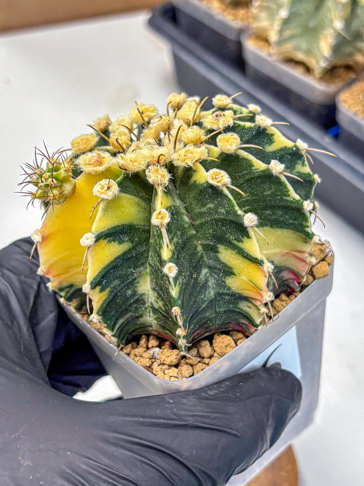 Gymnocalycium Mihanovichii (gy15) (6) | rare cactus