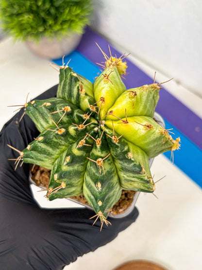 Gymnocalycium Mihanovichii (gy15) (7) | rare cactus