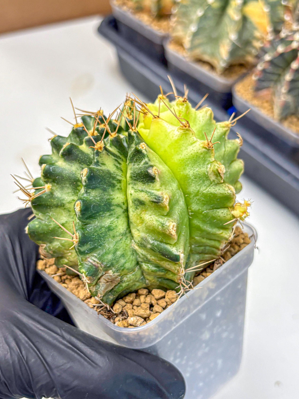 Gymnocalycium Mihanovichii (gy15) (7) | rare cactus