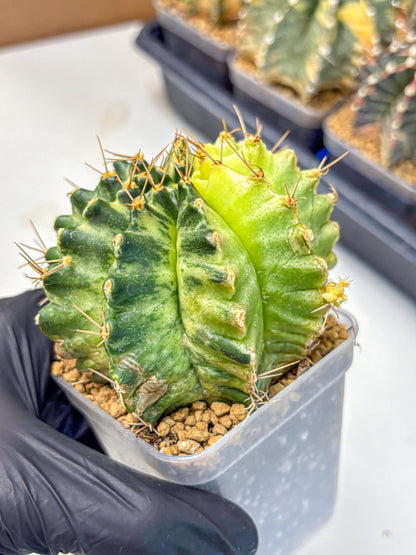 Gymnocalycium Mihanovichii (gy15) (7) | rare cactus