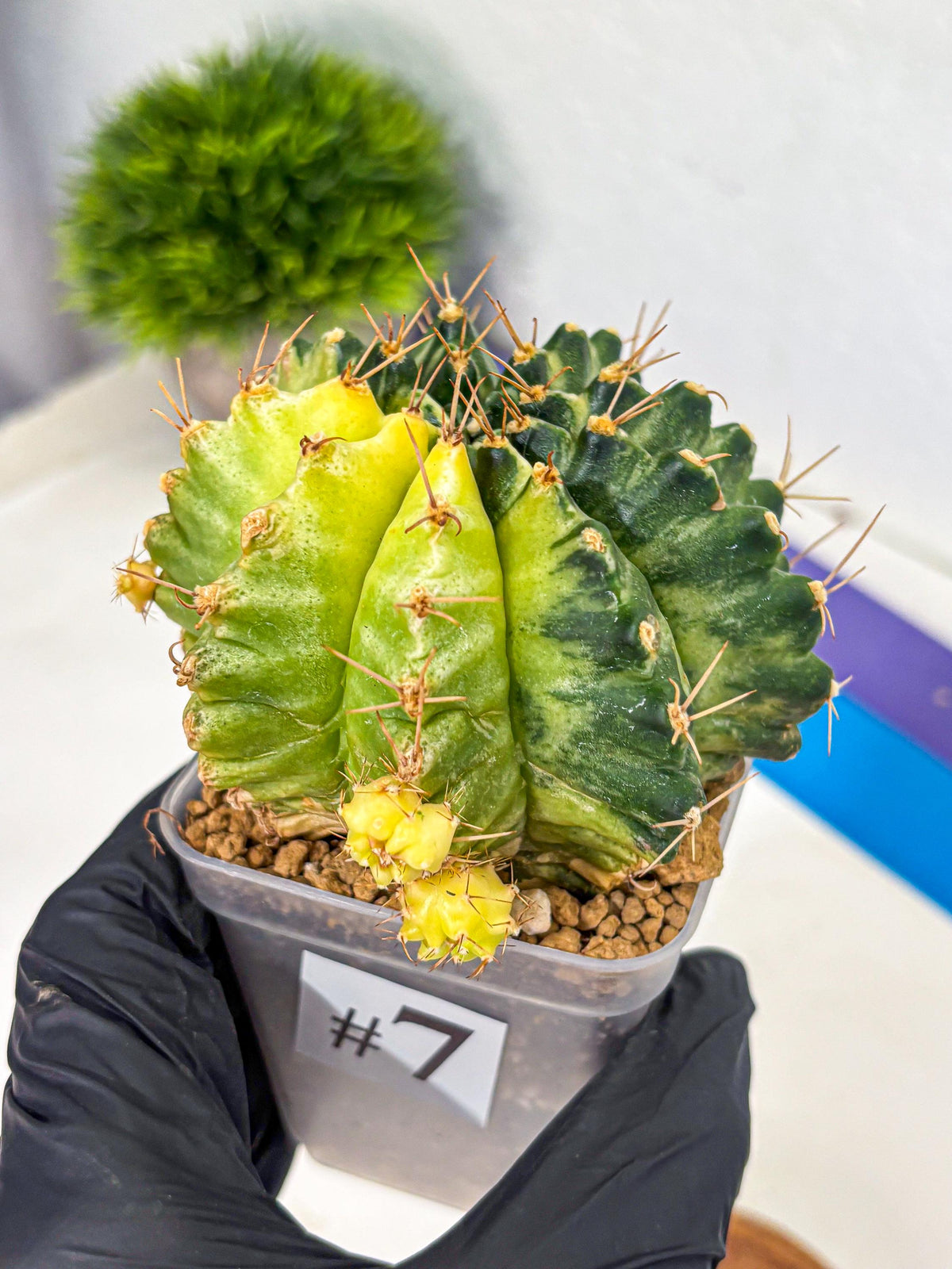 Gymnocalycium Mihanovichii (gy15) (7) | rare cactus