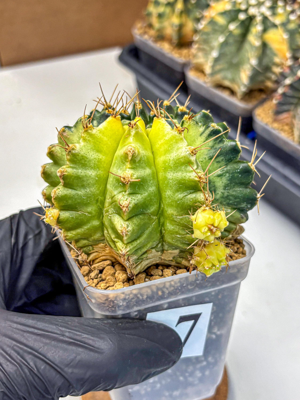 Gymnocalycium Mihanovichii (gy15) (7) | rare cactus