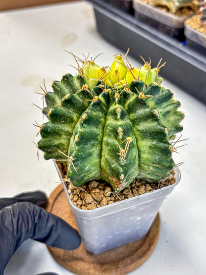 Gymnocalycium Mihanovichii (gy15) (7) | rare cactus