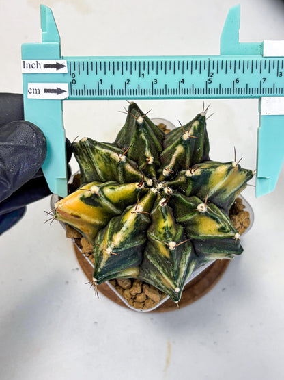 Gymnocalycium Mihanovichii (gy15) (12) | rare cactus Plants