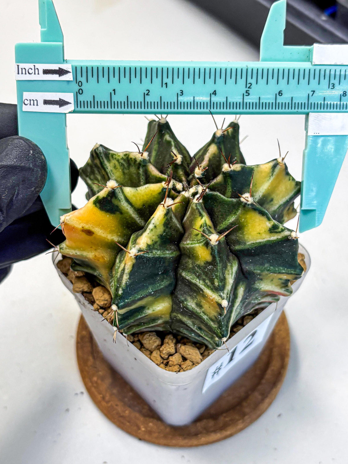 Gymnocalycium Mihanovichii (gy15) (12) | rare cactus Plants