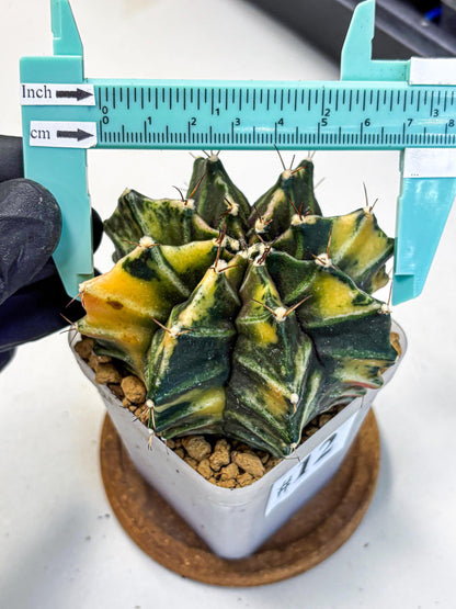 Gymnocalycium Mihanovichii (gy15) (12) | rare cactus Plants