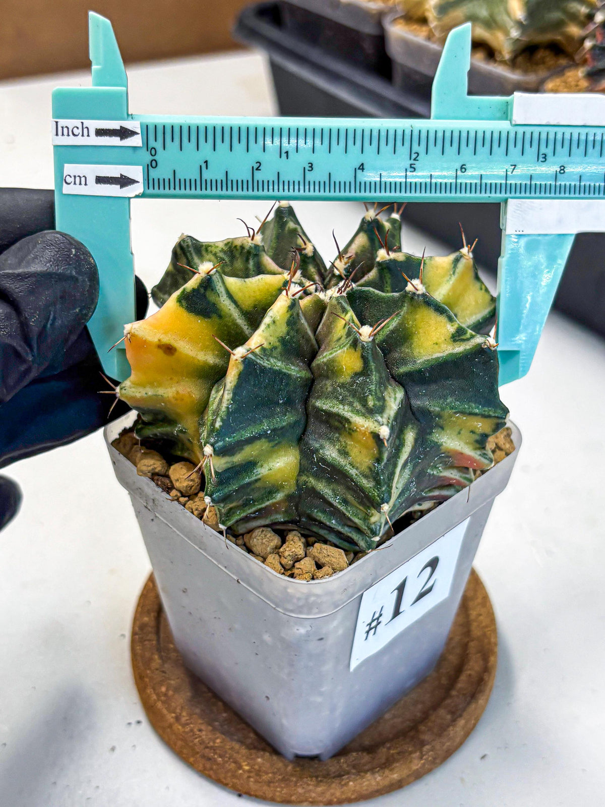 Gymnocalycium Mihanovichii (gy15) (12) | rare cactus Plants