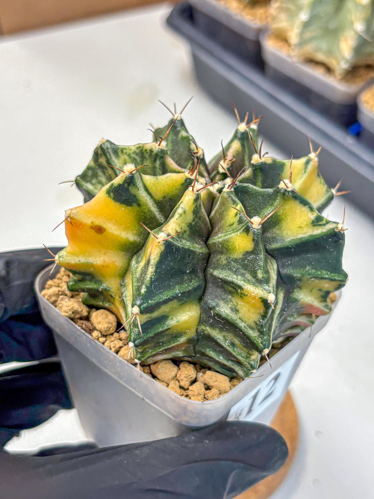 Gymnocalycium Mihanovichii (gy15) (12) | rare cactus Plants