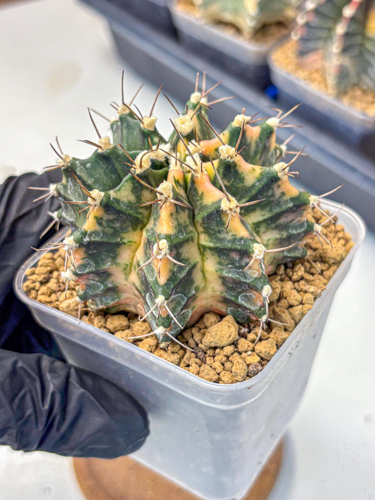 Gymnocalycium Mihanovichii (gy15) (14) | mineral water stains