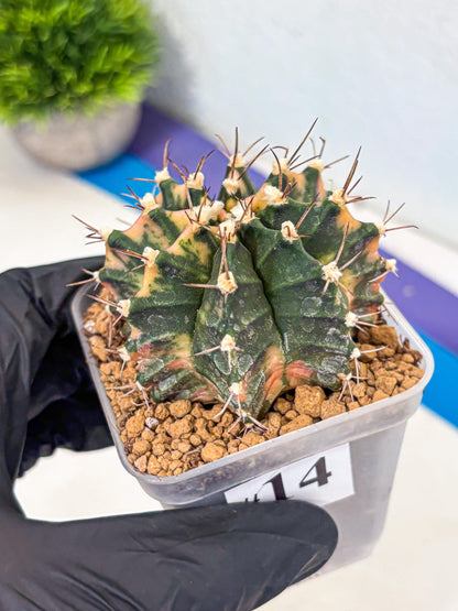 Gymnocalycium Mihanovichii (gy15) (14) | mineral water stains