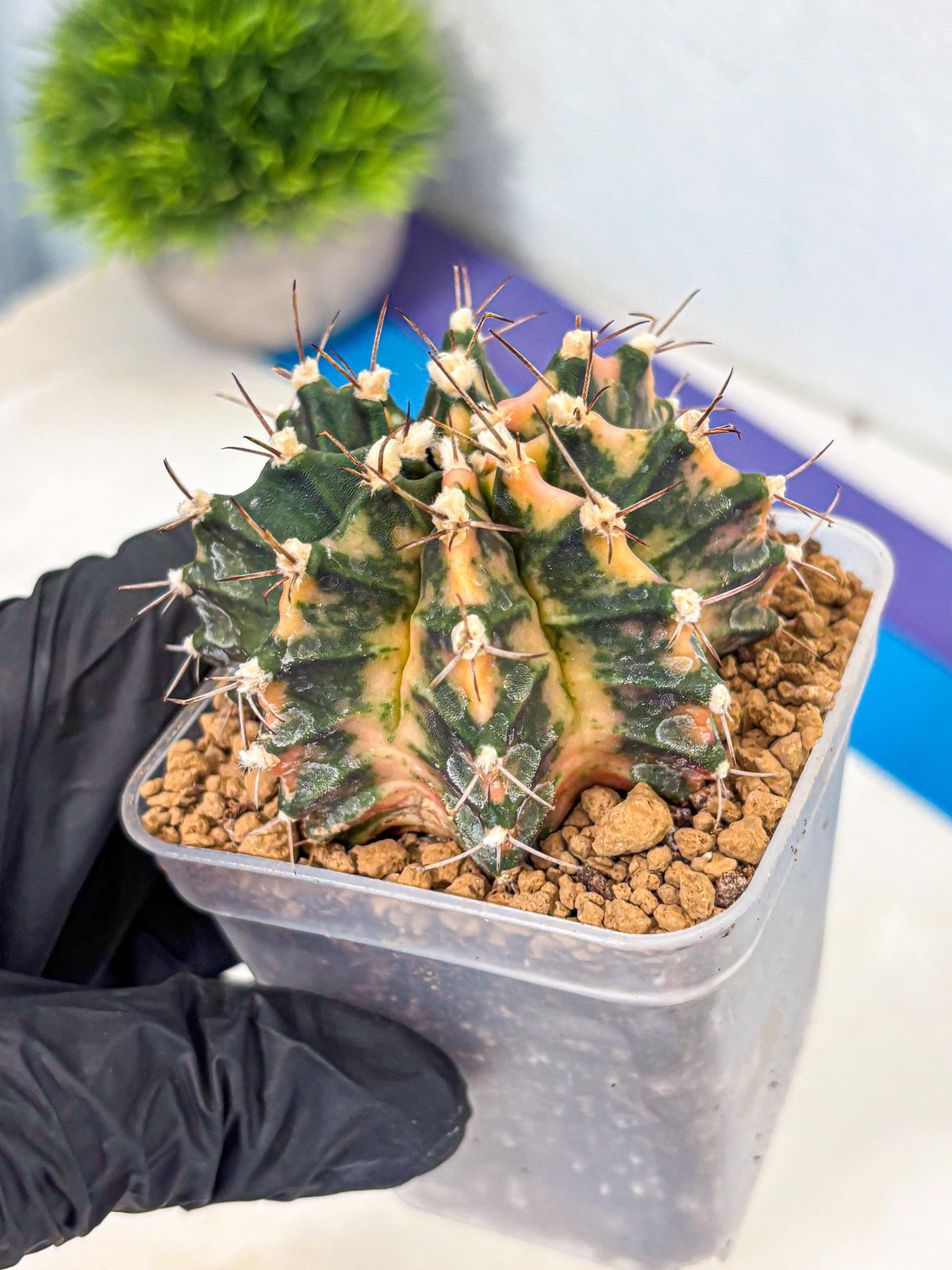 Gymnocalycium Mihanovichii (gy15) (14) | mineral water stains