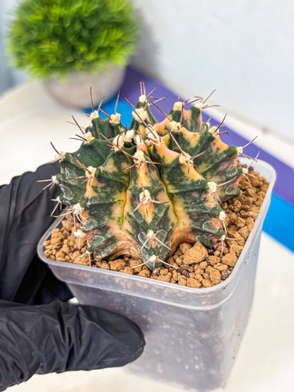 Gymnocalycium Mihanovichii (gy15) (14) | mineral water stains