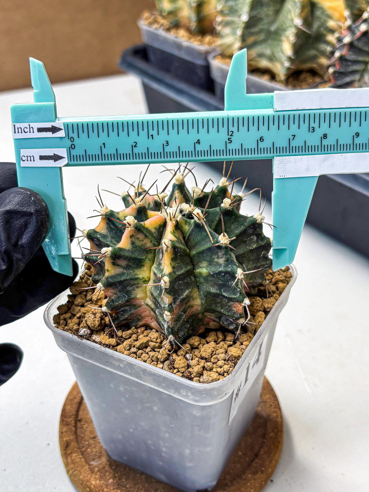 Gymnocalycium Mihanovichii (gy15) (14) | mineral water stains