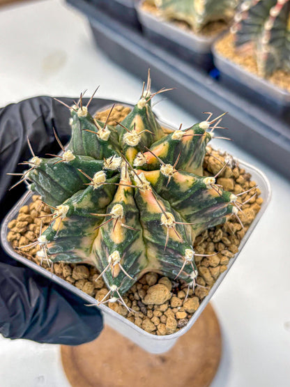 Gymnocalycium Mihanovichii (gy15) (14) | mineral water stains