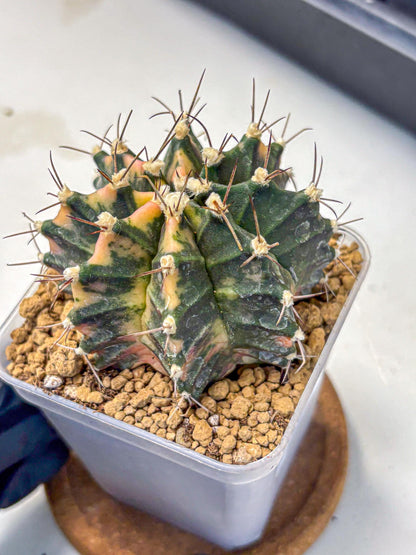 Gymnocalycium Mihanovichii (gy15) (14) | mineral water stains