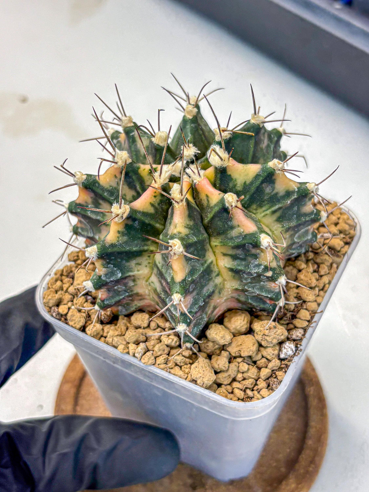 Gymnocalycium Mihanovichii (gy15) (14) | mineral water stains