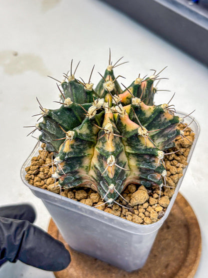 Gymnocalycium Mihanovichii (gy15) (14) | mineral water stains