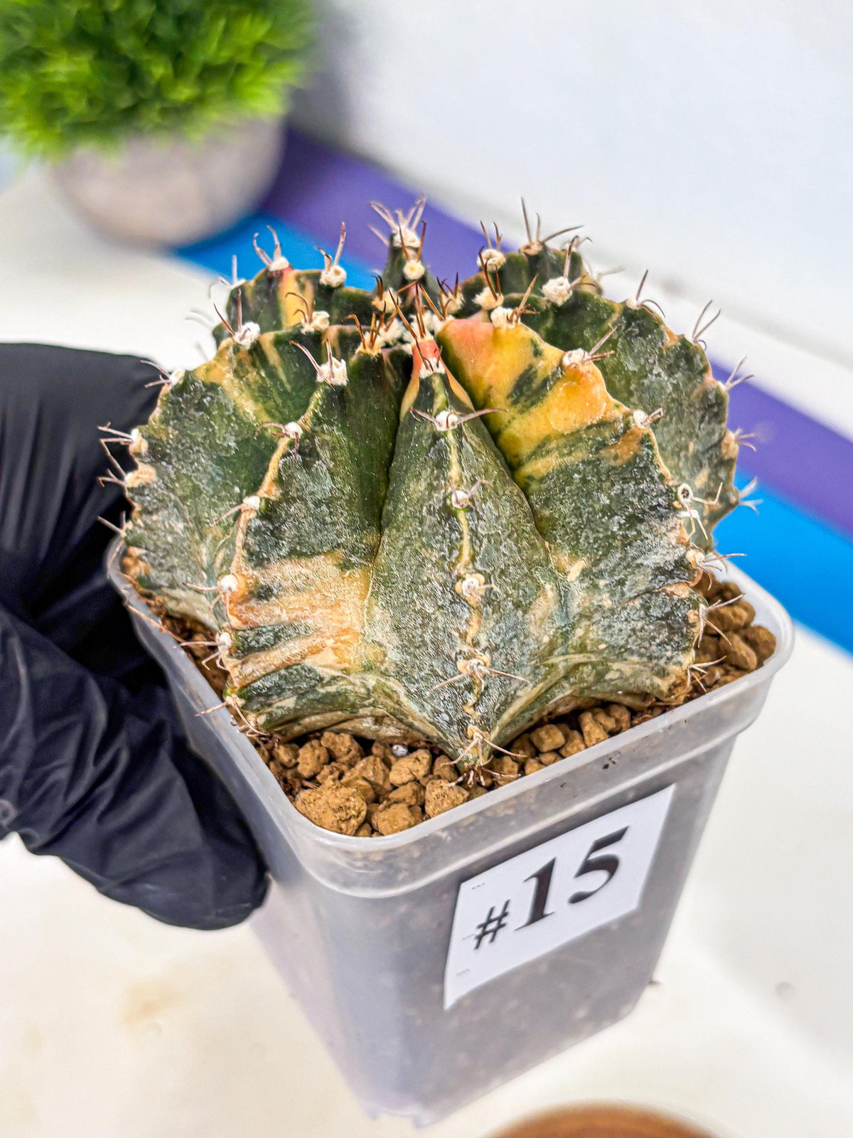 Gymnocalycium Mihanovichii (gy15) (15) | mineral water stains