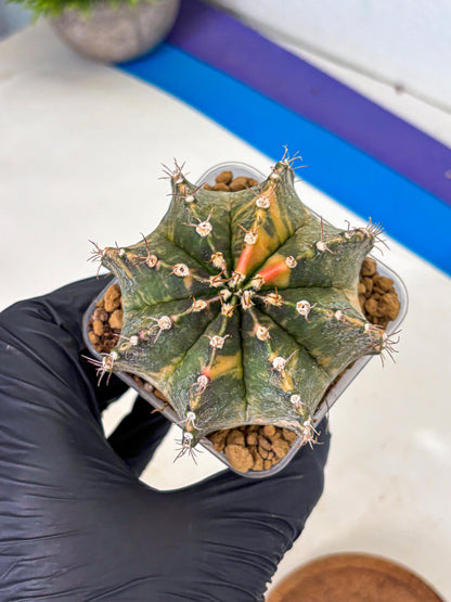 Gymnocalycium Mihanovichii (gy15) (15) | mineral water stains