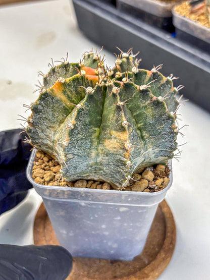 Gymnocalycium Mihanovichii (gy15) (15) | mineral water stains