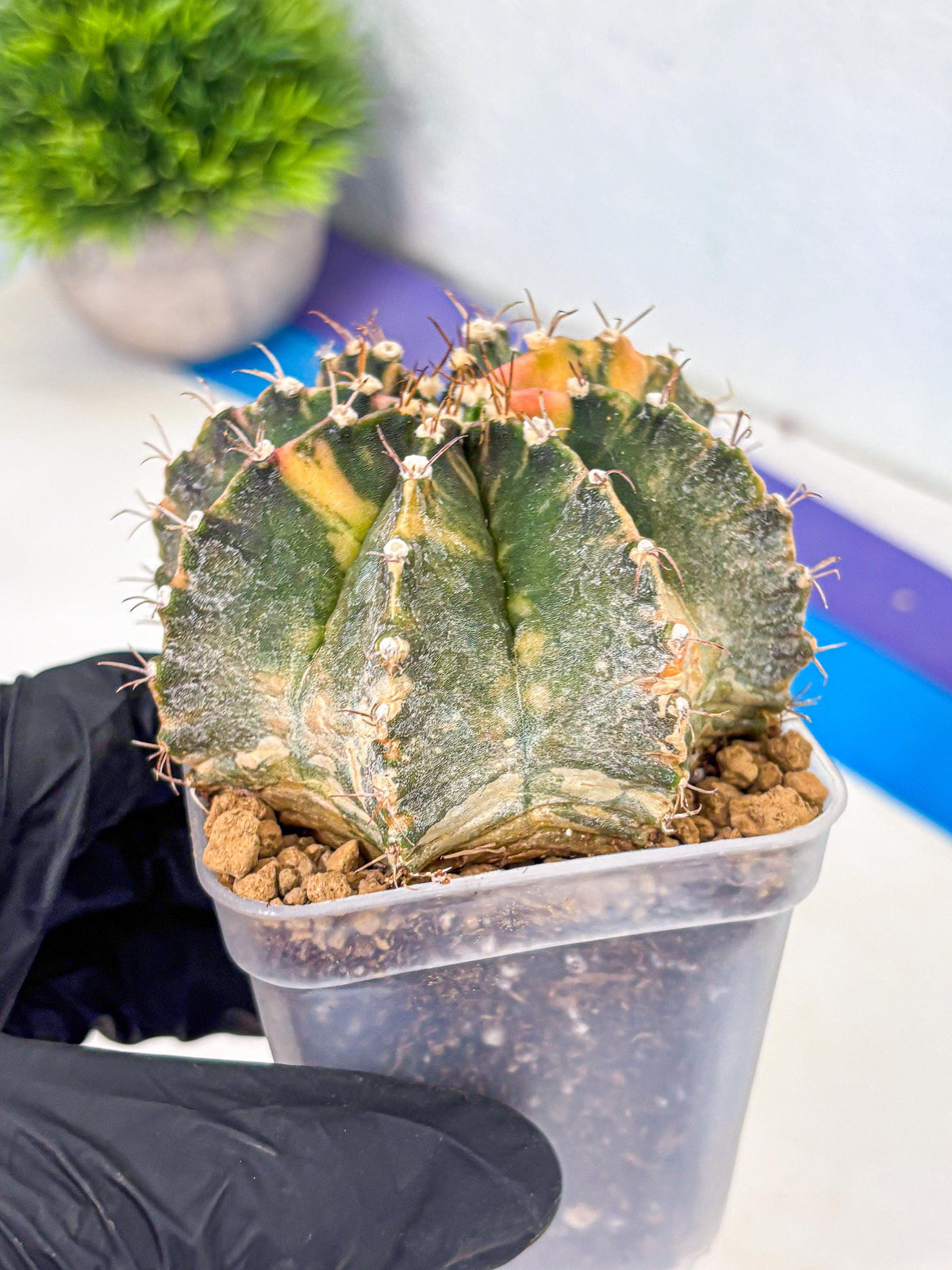 Gymnocalycium Mihanovichii (gy15) (15) | mineral water stains